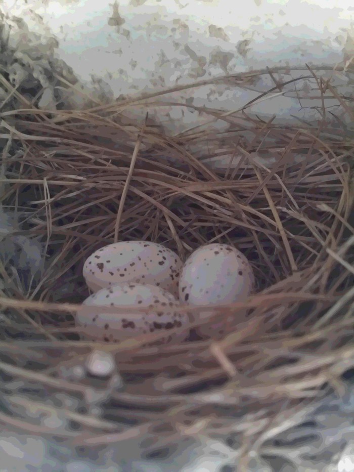 Inside the Swallow nest