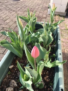 The tulips are growing nicely