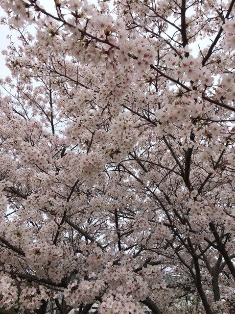 Beautiful cherry blossoms at Tree Park with Cub and Koala class.