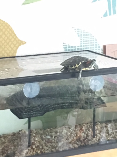 Tim the Turtle trying to escape again.
