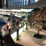 T-rex の頭蓋骨